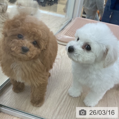 トイ・プードルの写真