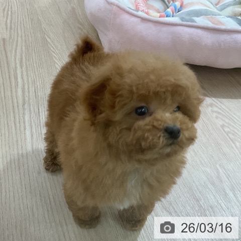 トイ・プードルの写真