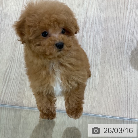 トイ・プードルの写真