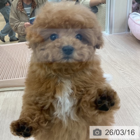 トイ・プードルの写真