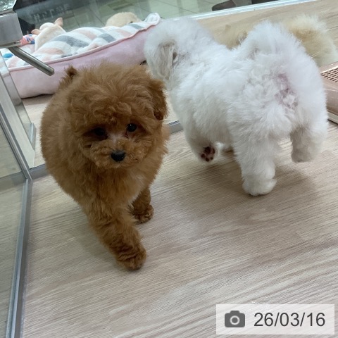 トイ・プードルの写真