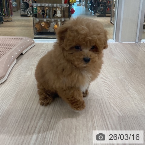 トイ・プードルの写真