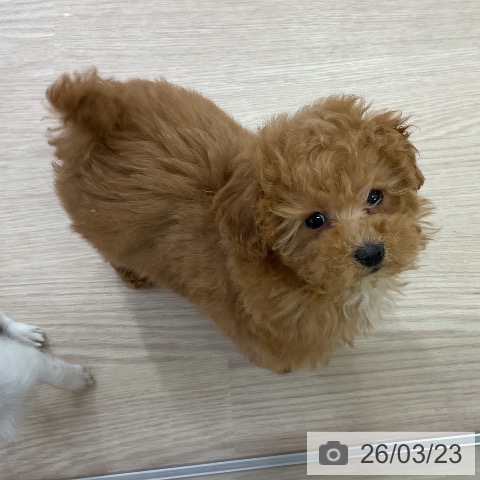 愛知県のトイプードル(トイ) (ペットプラス mozoワンダーシティ店/2026年1月12日生まれ/女の子/アプリコット)の子犬の3枚目の画像