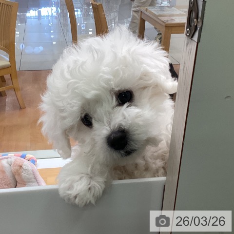 福岡県のビションフリーゼ (ペットプラス 黒崎店/2026年1月14日生まれ/男の子/ホワイト)の子犬の3枚目の画像