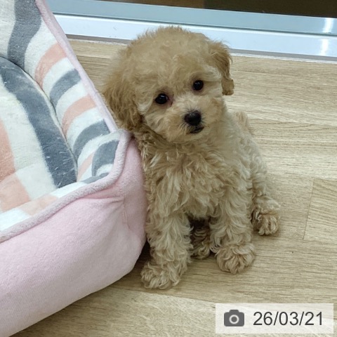 愛知県のトイプードル(トイ) (ペットプラス 千音寺店/2026年1月13日生まれ/女の子/アプリコット)の子犬の4枚目の画像