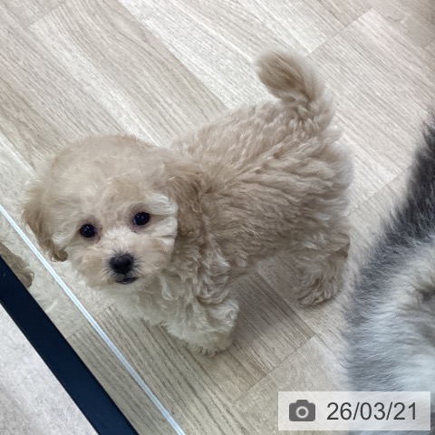 愛知県のトイプードル(トイ) (ペットプラス 千音寺店/2026年1月13日生まれ/女の子/アプリコット)の子犬の3枚目の画像