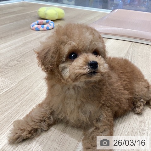 トイ・プードルの写真