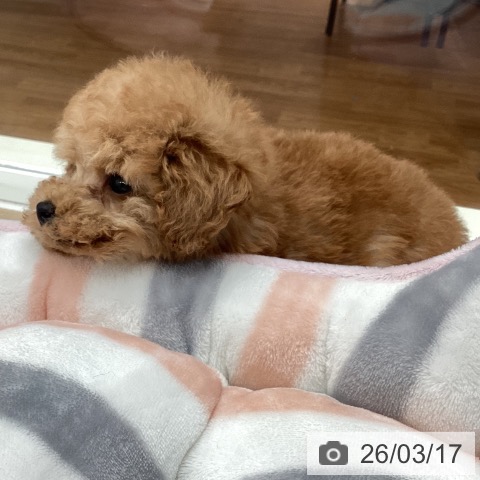 トイ・プードルの写真