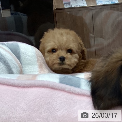 トイ・プードルの写真