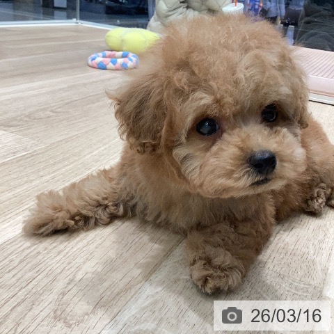 トイ・プードルの写真