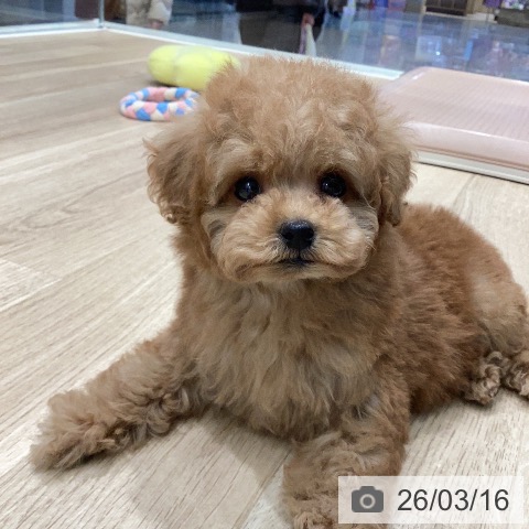 トイ・プードルの写真