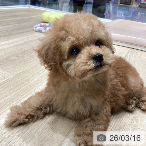 トイ・プードルの写真