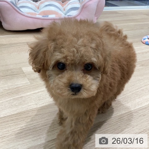 トイ・プードルの写真