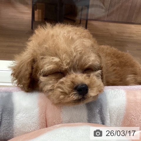 トイ・プードルの写真