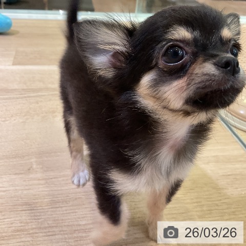 愛知県のチワワ(ロング) (ペットプラス 岡崎店/2026年1月6日生まれ/女の子/ブラックタン)の子犬の4枚目の画像