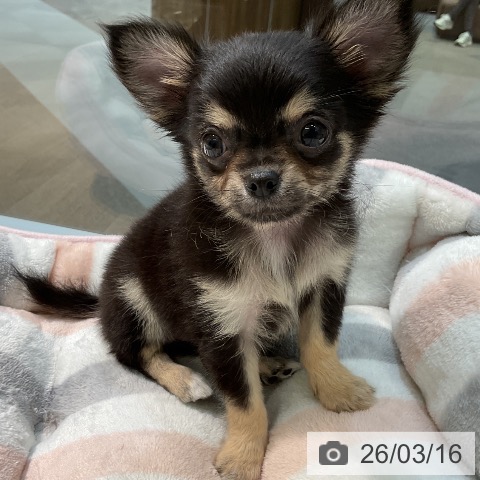 愛知県のチワワ(ロング) (ペットプラス 岡崎店/2026年1月6日生まれ/女の子/ブラックタン)の子犬の3枚目の画像