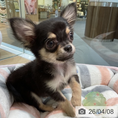 愛知県のチワワ(ロング) (ペットプラス 岡崎店/2026年1月6日生まれ/女の子/ブラックタン)の子犬の3枚目の画像