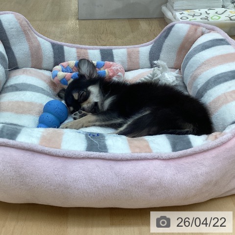 愛知県のチワワ(ロング) (ペットプラス 三好店/2026年1月6日生まれ/女の子/ブラックタン)の子犬の4枚目の画像