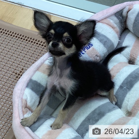 愛知県のチワワ(ロング) (ペットプラス 三好店/2026年1月6日生まれ/女の子/ブラックタン)の子犬の3枚目の画像