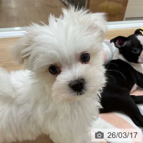マルチーズの写真