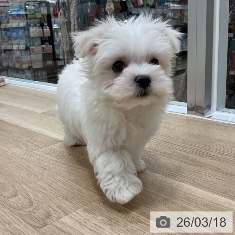 福岡県のマルチーズ (ペットプラス 香椎浜店/2026年1月14日生まれ/男の子/ホワイト)の子犬の4枚目の画像