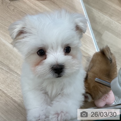 福岡県のマルチーズ (ペットプラス 香椎浜店/2026年1月14日生まれ/男の子/ホワイト)の子犬の4枚目の画像