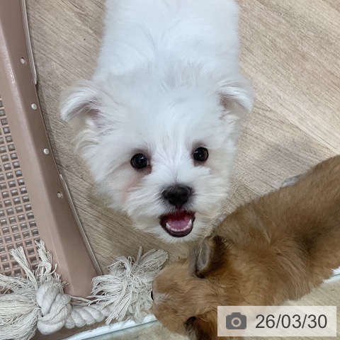 福岡県のマルチーズ (ペットプラス 香椎浜店/2026年1月14日生まれ/男の子/ホワイト)の子犬の3枚目の画像