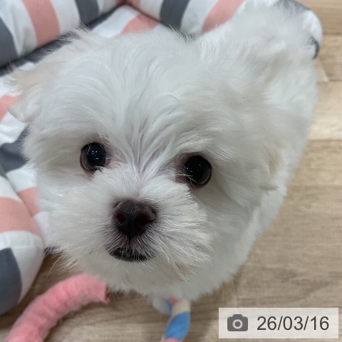 マルチーズの写真