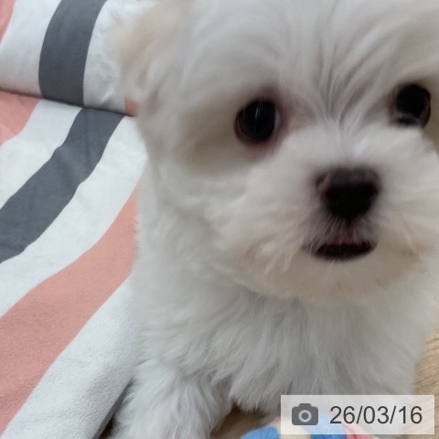 マルチーズの写真