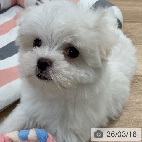 マルチーズの写真