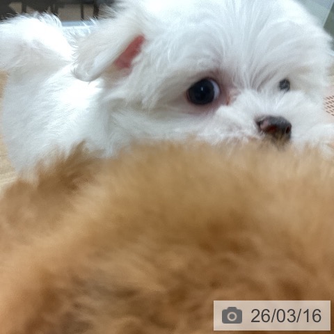 マルチーズの写真