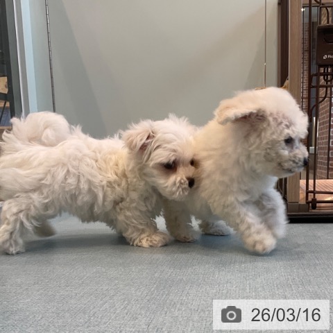 マルチーズの写真