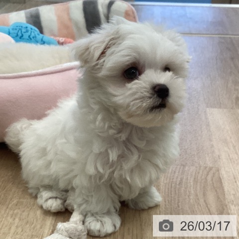 福岡県のマルチーズ (ペットプラス ららぽーと福岡店/2026年1月14日生まれ/男の子/ホワイト)の子犬の4枚目の画像