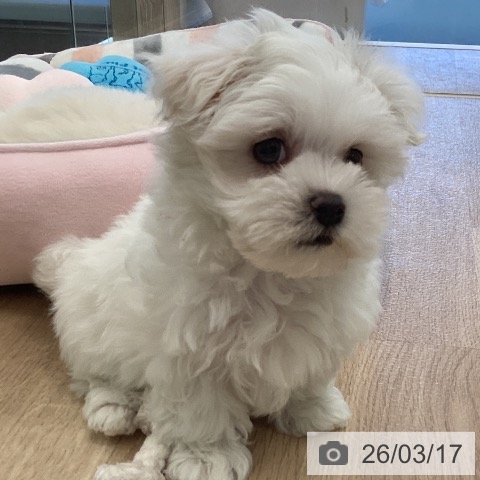 福岡県のマルチーズ (ペットプラス ららぽーと福岡店/2026年1月14日生まれ/男の子/ホワイト)の子犬の3枚目の画像