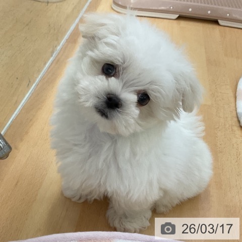 福岡県のマルチーズ (ペットプラス 福岡店/2026年1月14日生まれ/男の子/ホワイト)の子犬の3枚目の画像