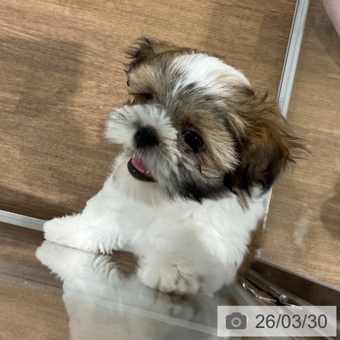 愛知県のシーズー (ペッツワン 東海店/2026年1月14日生まれ/男の子/ゴールドホワイト)の子犬の4枚目の画像