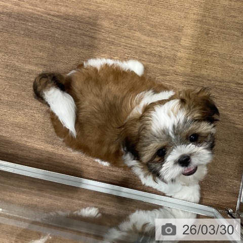 愛知県のシーズー (ペッツワン 東海店/2026年1月14日生まれ/男の子/ゴールドホワイト)の子犬の3枚目の画像