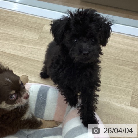 愛知県のトイプードル(トイ) (ペットプラス 千音寺店/2026年1月13日生まれ/男の子/ブラック)の子犬の3枚目の画像