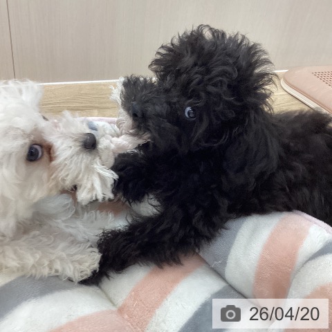 愛知県のトイプードル(トイ) (ペットプラス 豊橋牧野店/2026年1月13日生まれ/男の子/ブラック)の子犬の4枚目の画像