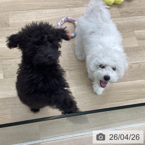 愛知県のトイプードル(トイ) (ペットプラス 豊橋牧野店/2026年1月13日生まれ/男の子/ブラック)の子犬の3枚目の画像