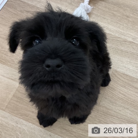 ミニチュア・シュナウザーの写真