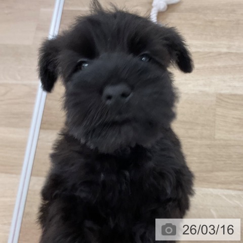 ミニチュア・シュナウザーの写真