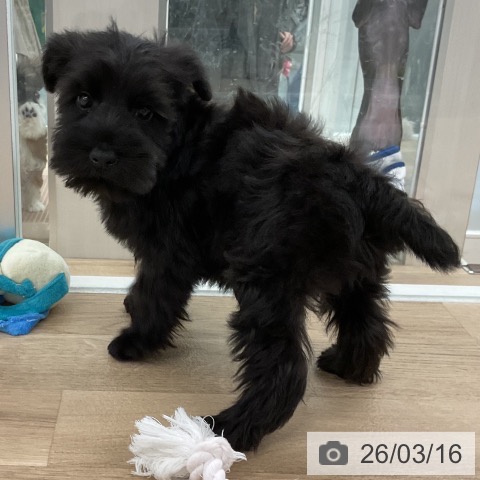 ミニチュア・シュナウザーの写真