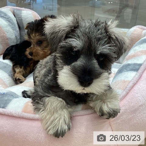 埼玉県のミニチュアシュナウザー (ペットプラス ピオニウォーク東松山店/2026年1月15日生まれ/男の子/ソルトペッパー)の子犬の4枚目の画像