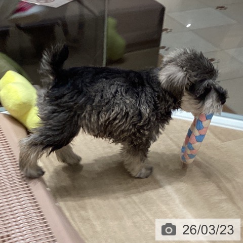 埼玉県のミニチュアシュナウザー (ペットプラス ピオニウォーク東松山店/2026年1月15日生まれ/男の子/ソルトペッパー)の子犬の3枚目の画像