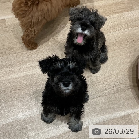 宮城県のミニチュアシュナウザー (ペットプラス 仙台泉大沢店/2026年1月15日生まれ/男の子/ソルトペッパー)の子犬の4枚目の画像