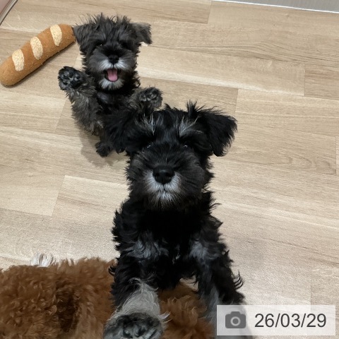 宮城県のミニチュアシュナウザー (ペットプラス 仙台泉大沢店/2026年1月15日生まれ/男の子/ソルトペッパー)の子犬の3枚目の画像