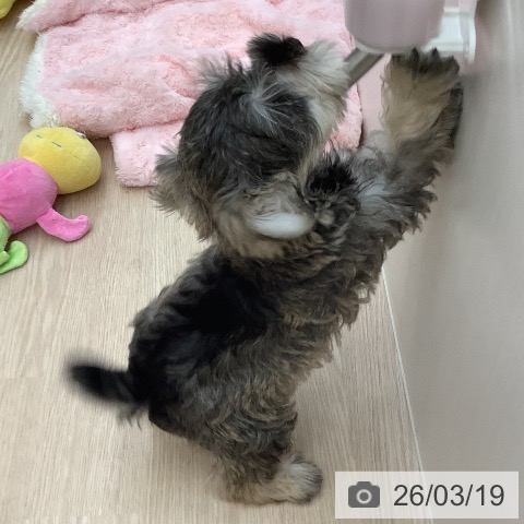 ミニチュア・シュナウザーの写真