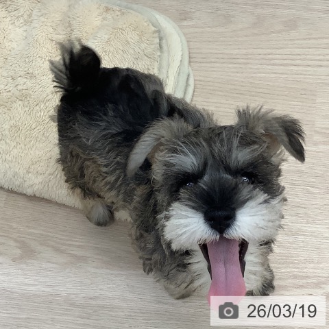 ミニチュア・シュナウザーの写真