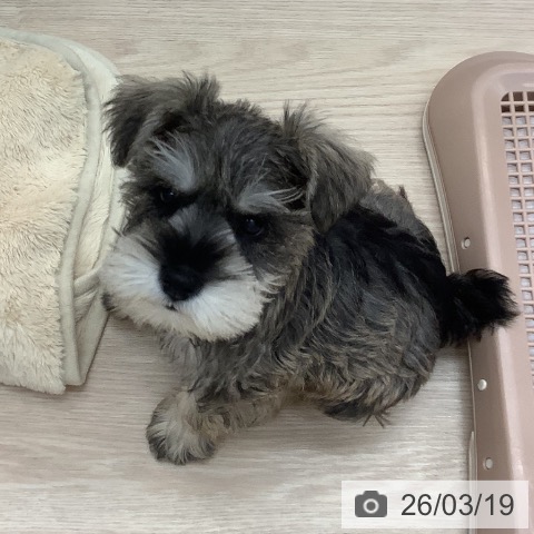 ミニチュア・シュナウザーの写真